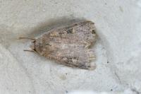 Xestia xanthographa
