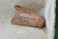 Mythimna albipuncta