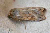 Helicoverpa armigera