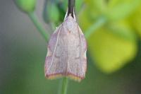 Carcina quercana