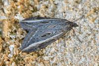 Chesias legatella