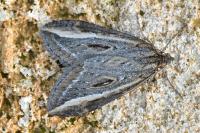 Chesias legatella