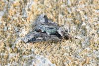 Allophyes oxyacanthae