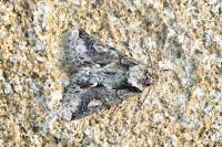 Allophyes oxyacanthae