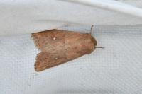 Mythimna albipuncta