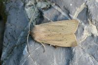 Rhizedra lutosa