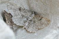 Peribatodes rhomboidaria rhomboidaria