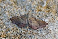 Endotricha flammealis