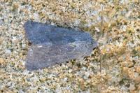 Aporophyla lueneburgensis