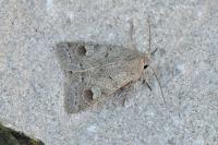 Ammoconia caecimacula