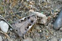 Xestia c-nigrum
