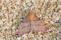 Colotois pennaria