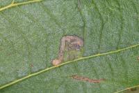 Stigmella tiliae