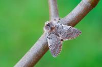 Aelia acuminata