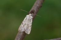 Pseudovadonia livida