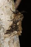 Lycia hirtaria