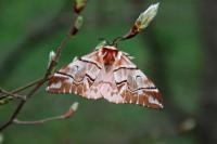 Endromis versicolora
