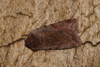 Cerastis rubricosa