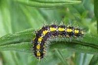 Callimorpha dominula