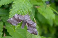 Laothoe populi