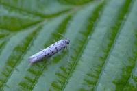 Yponomeuta sedella