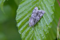 Acronicta auricoma