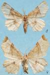 Selenia lunularia