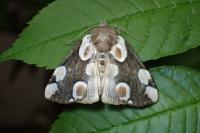 Thyatira batis