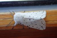 Spilosoma lubricipeda