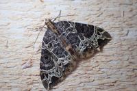 Ecliptopera silaceata