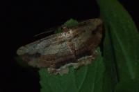 Menophra abruptaria