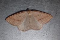 Petrophora chlorosata