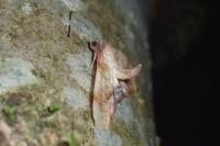 Plagodis dolabraria
