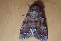 Ceramica pisi