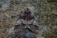 Drymonia dodonaea