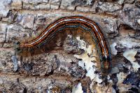 Malacosoma neustria