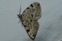 Colostygia pectinataria