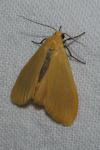 Wittia sororcula