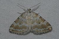 Perizoma albulata