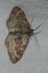 Xanthorhoe spadicearia