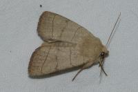 Charanyca trigrammica