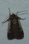 Ochropleura plecta