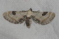 Eupithecia centaureata