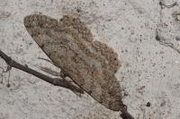 Hypomecis punctinalis