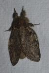 Peridea anceps