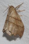 Falcaria lacertinaria