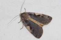 Xestia c-nigrum