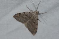 Aplocera plagiata