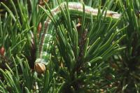Hyloicus pinastri