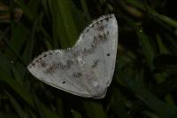 Lomographa temerata